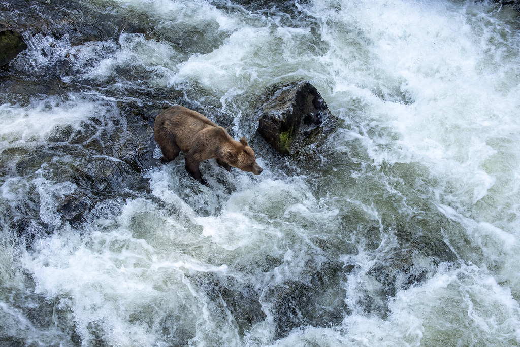 A brown bear fishing in a wild Alaskan river