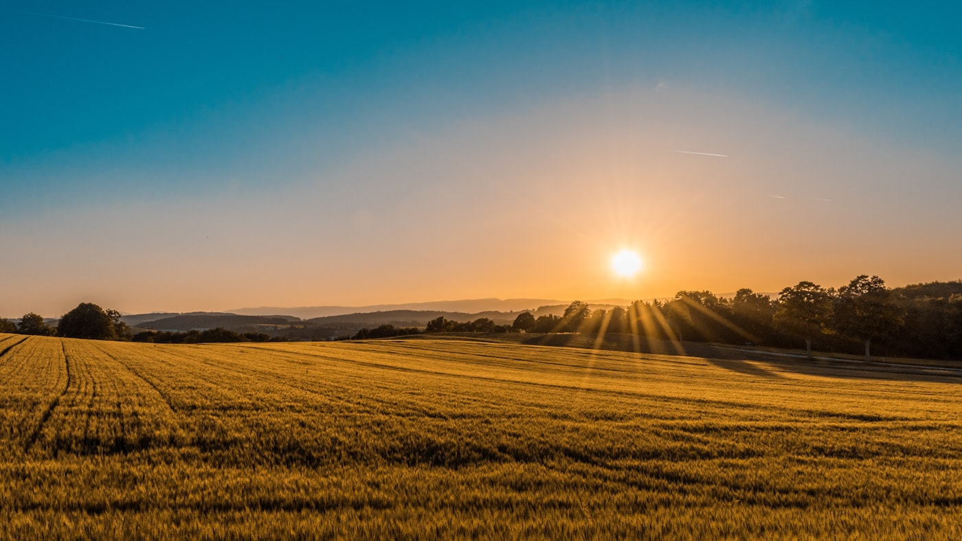 Grassland at golden hour